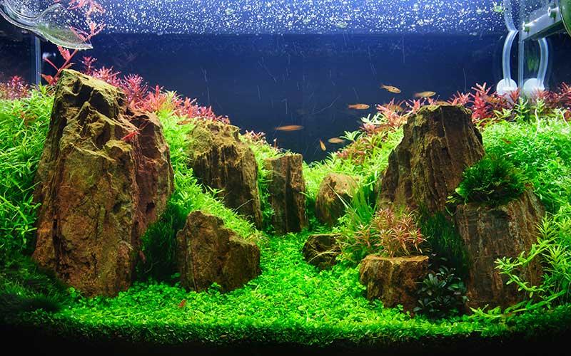 Fish tank plant care hotsell