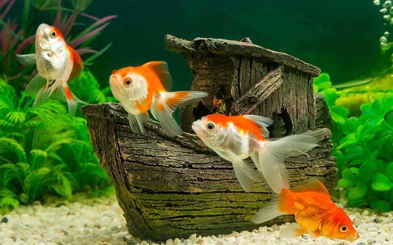 Goldfish Tank  Goldfish tank, Fish aquarium decorations, Goldfish