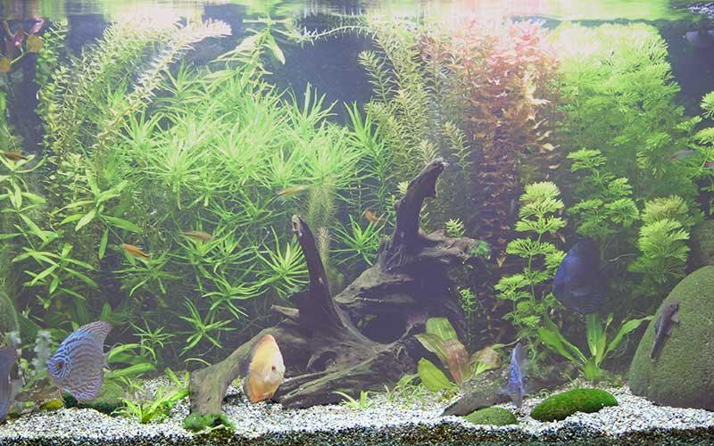 Cloudy Water in a Freshwater Fish Tank: Causes and How To Get Rid of It