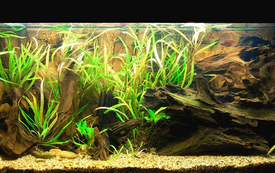 How to Set Up (and Maintain) a Brackish Tank