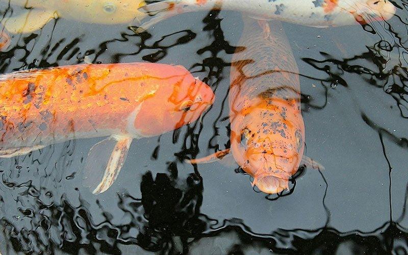 Feeding koi in top spring