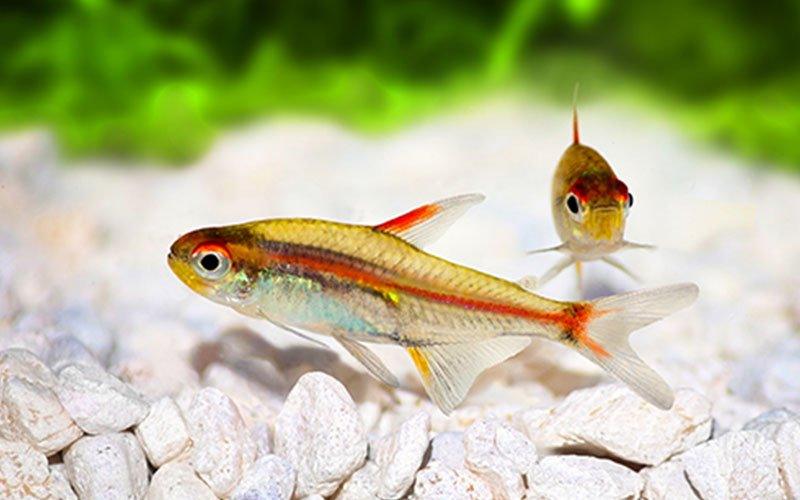 The Ultimate Guide to Your First Fish Tank – AllPondSolutions