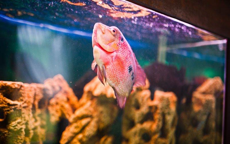 Choosing the Right Aquarium Substrate – AllPondSolutions