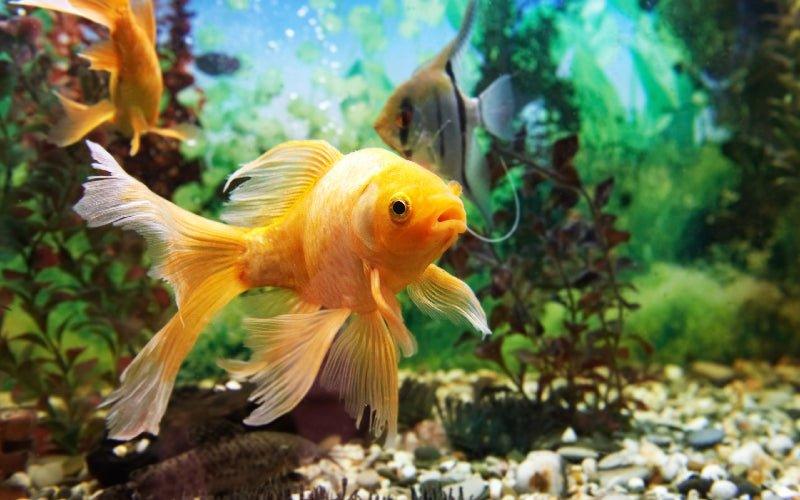 How long should aquarium lights be on for? - Help Guides