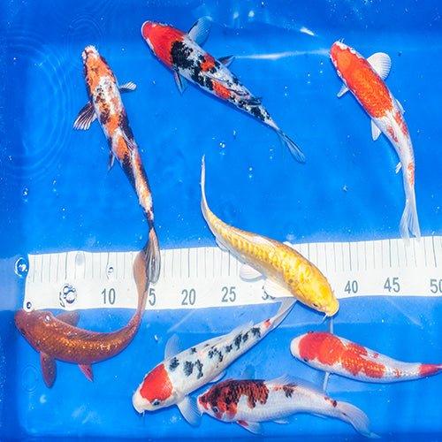 Koi best sale carp suppliers