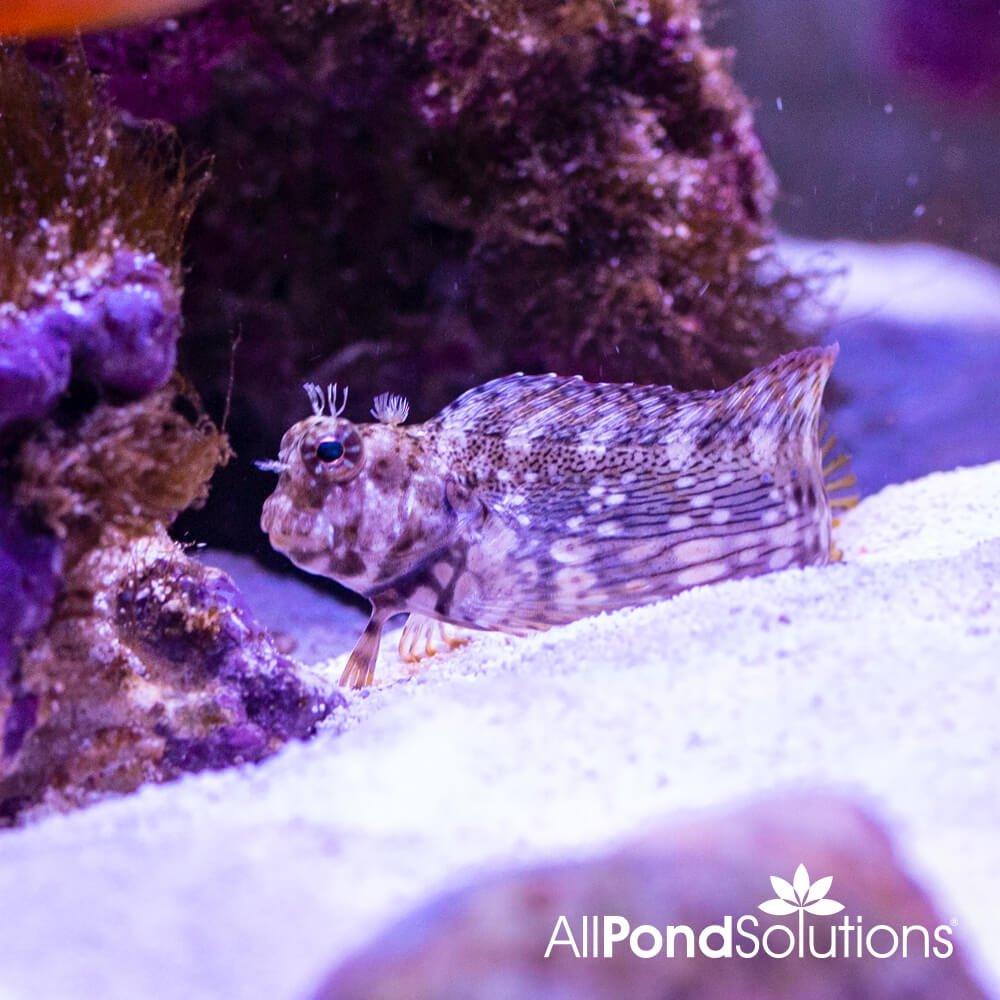 Algae Blenny Salarias fasciatus AllPondSolutions