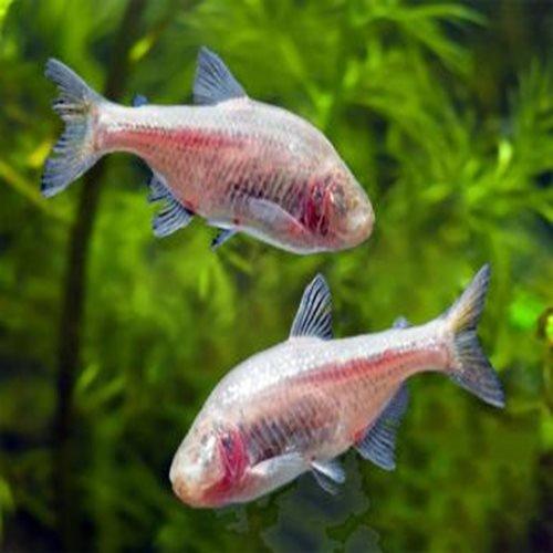 Buy Blind Cave Tetra Fish Online Allpondsolutions AllPondSolutions 