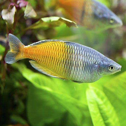 Rainbow aquarium store fish