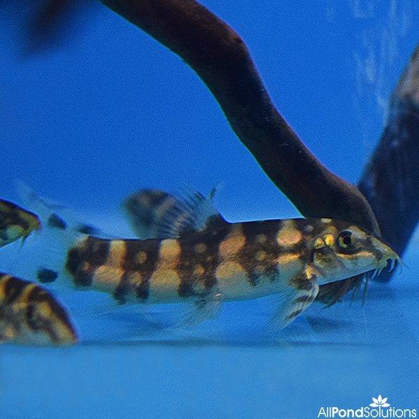 Buy Burmese Border Loach Online Allpondsolutions AllPondSolutions 