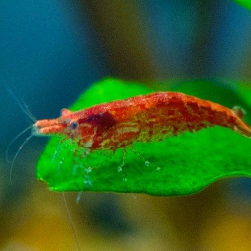 Cherry shrimp hot sale pond