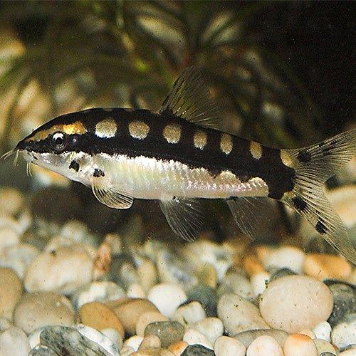 Dwarf Chain Loach For Sale Online Allpondsolutions  