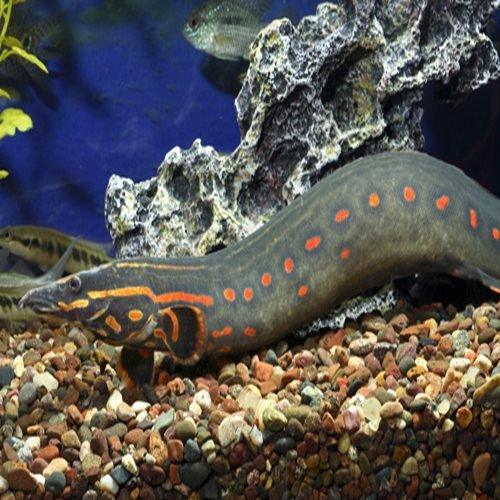 15 17cm Fire Eels For Sale Online Allpondsolutions AllPondSolutions