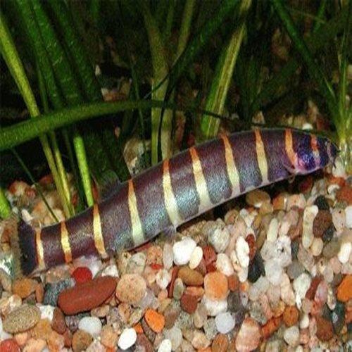 Giant Kuhli Loach For Sale Allpondsolutions AllPondSolutions 