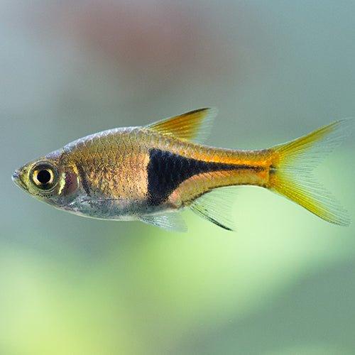 Harlequin rasbora tropical sales fish