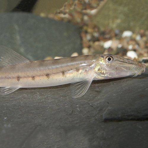 Horse Face Loach For Sale Online Allpondsolutions AllPondSolutions 