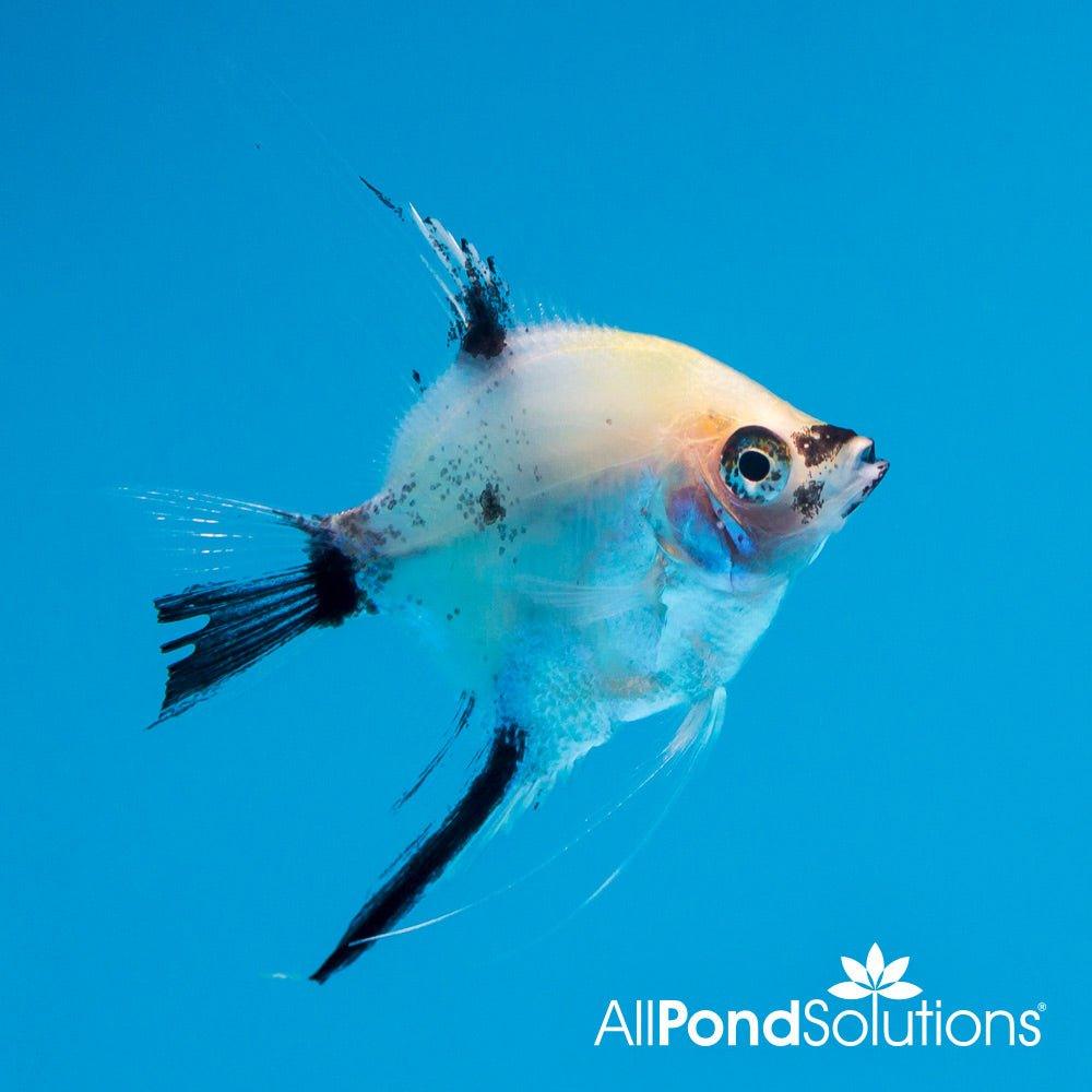 Petsolutions live clearance fish