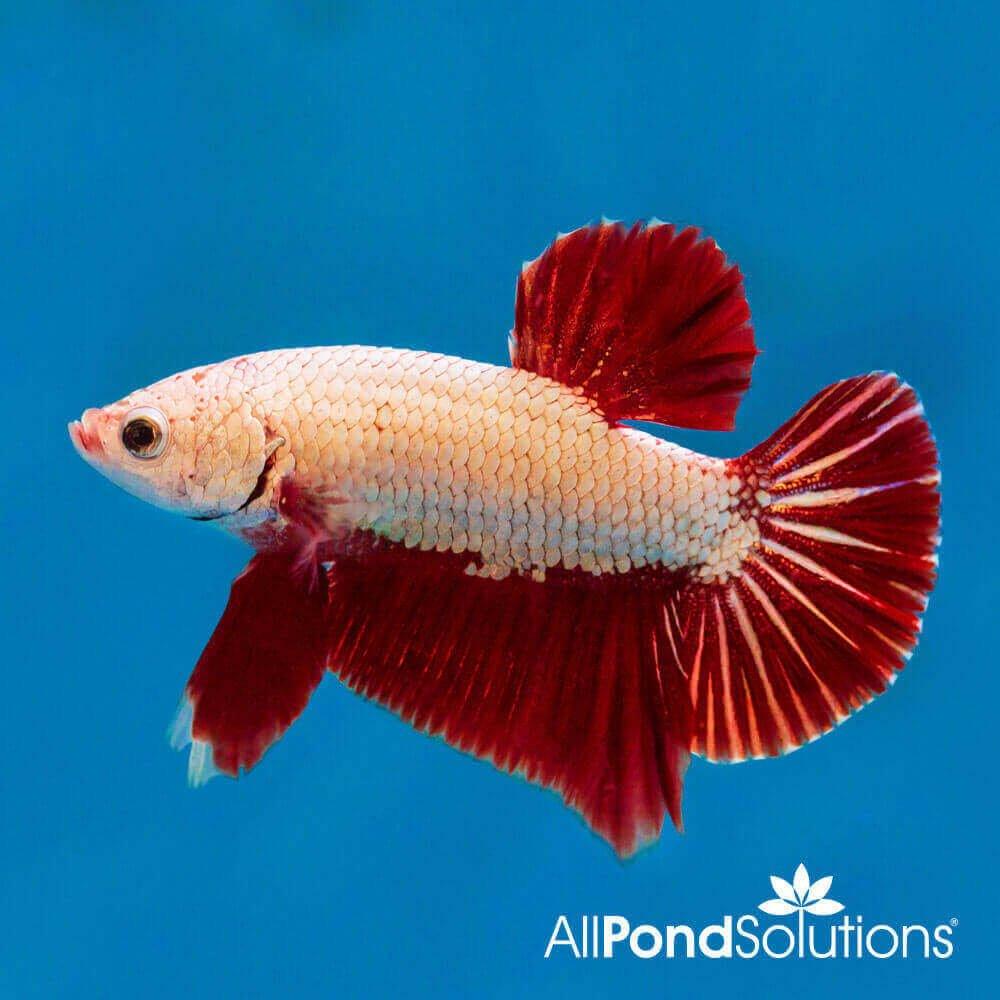 Siamese Fighting Fish Plakat Combi Dragon Betta Splendens AllPondSolutions