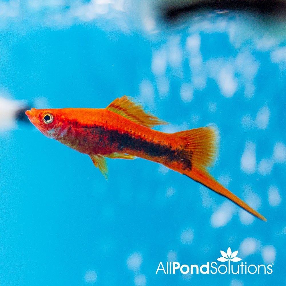 Red Swordtail Fish for Sale: Order Online