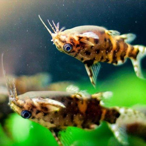 Petsolutions hotsell live fish