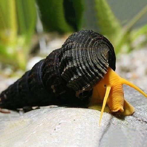 Tropical snails hot sale for sale