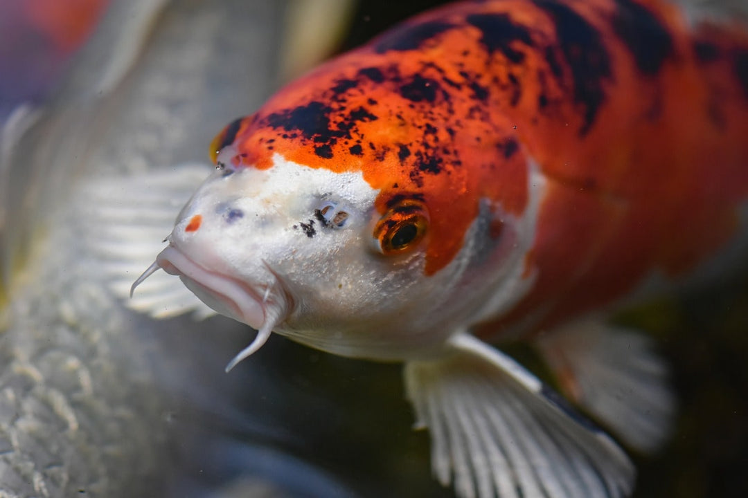 The Koi Season is Here!