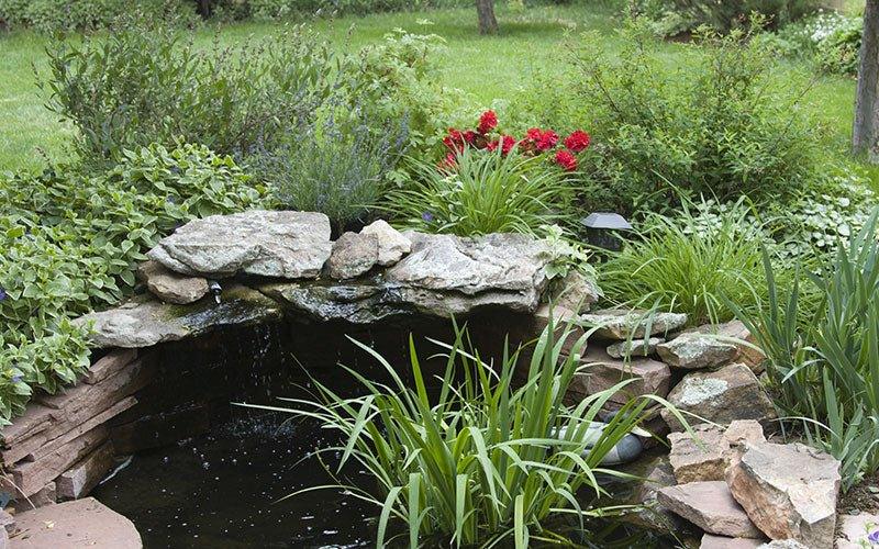 A Guide To The Pond Spring Clean – AllPondSolutions