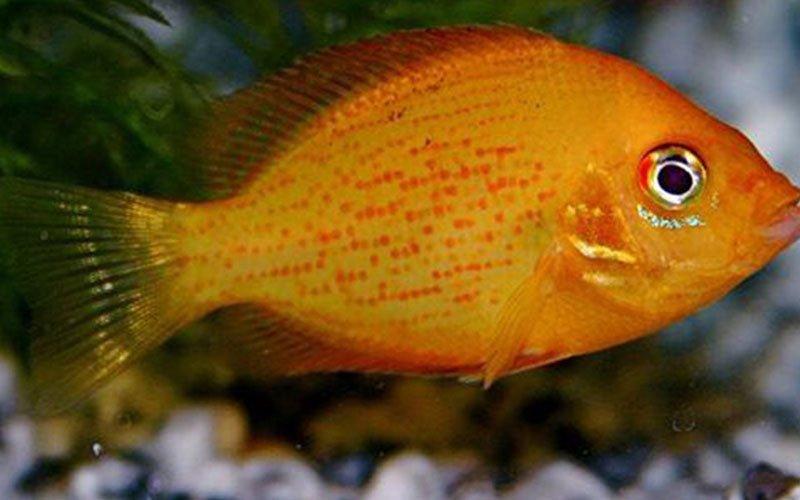 Fish Files: Orange Chromide – AllPondSolutions