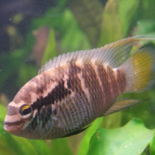 Acara Thayeri Cichlids for Sale - Allpondsolutions – AllPondSolutions