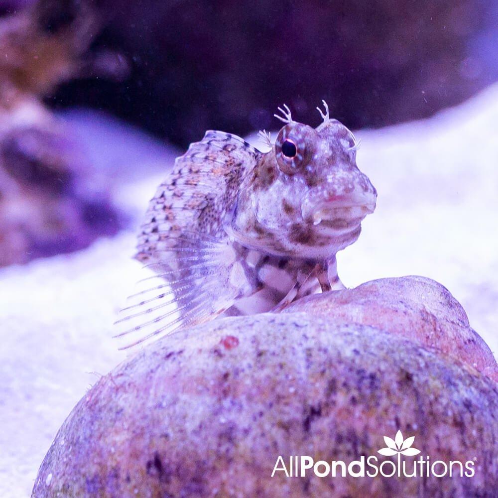 Algae blenny care hotsell