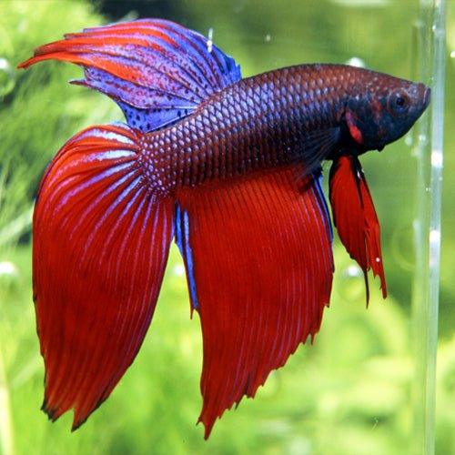 Buy Siamese Fighting Fish Online AllPondSolutions