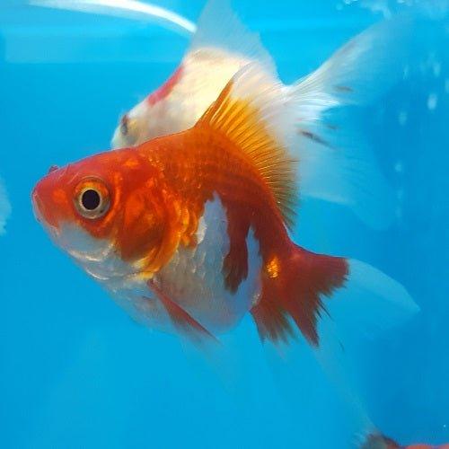 Buy Ryukin Goldfish Online - Allpondsolutions – AllPondSolutions