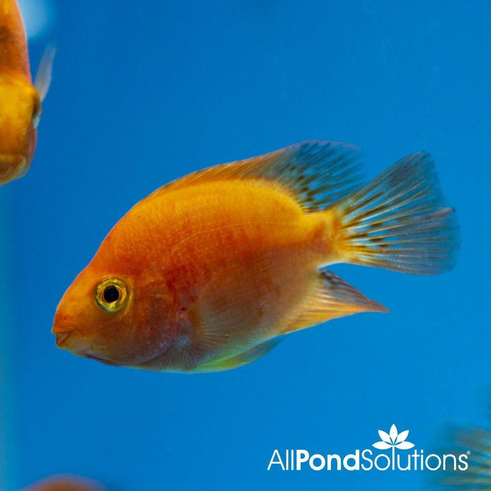 Blood parrot best sale cichlid for sale