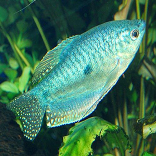 Opaline Gourami - Fish - Allpondsolutions – AllPondSolutions