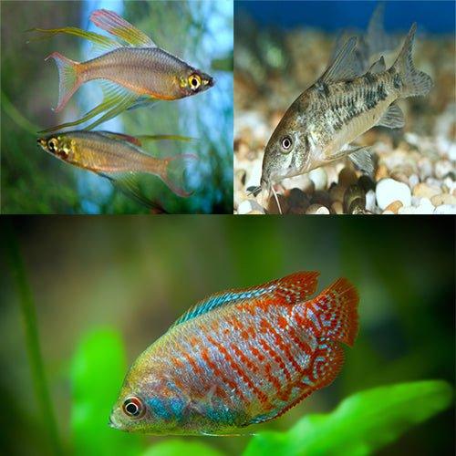 Tropical Fish Free Delivery - Allpondsolutions – AllPondSolutions