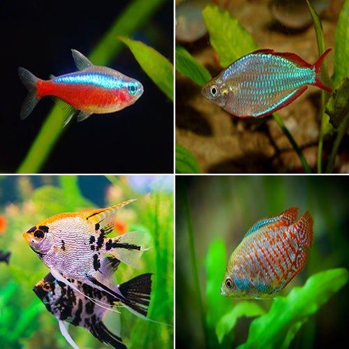 Tropical Fish 3 - Free UK Delivery - Allpondsolutions – AllPondSolutions