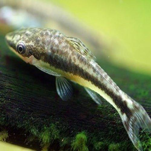 Otocinclus - Fish - Allpondsolutions – AllPondSolutions