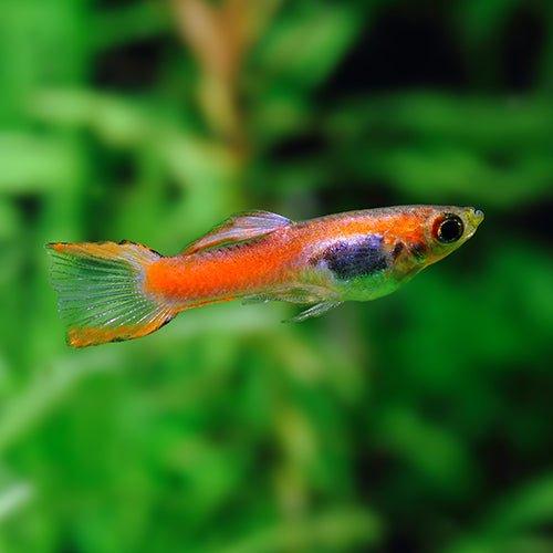 Buy Endlers Guppy Fish Online - Allpondsolutions – AllPondSolutions