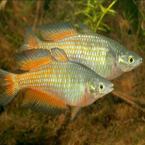 Buy Parkinsons Rainbow Fish Online - Allpondsolutions – AllPondSolutions