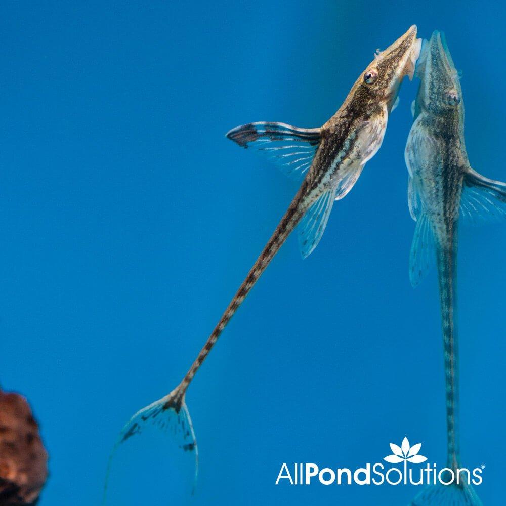 Royal Twig Catfish - Sturisoma panamense - AllPondSolutions