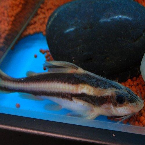 Striped Raphael Catfish For Sale - Allpondsolutions – AllPondSolutions