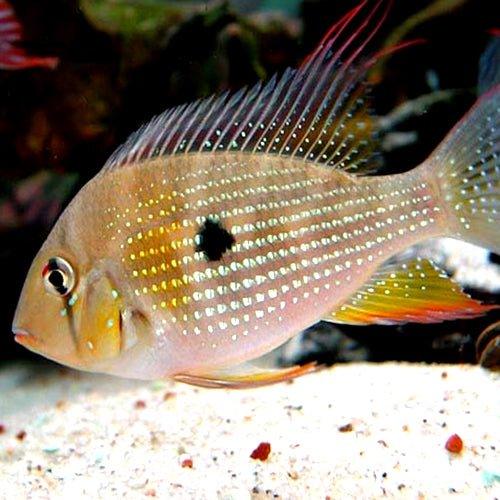 Threadfin Acara - Fish - Allpondsolutions – AllPondSolutions