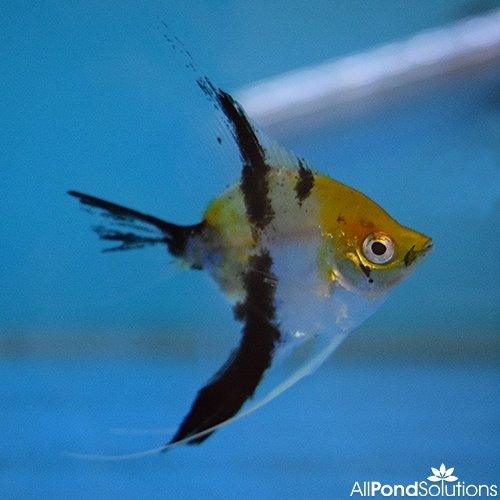 Diamond angelfish hot sale for sale