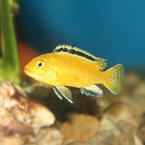 Buy Yellow Lab Cichlids Online - Allpondsolutions – AllPondSolutions